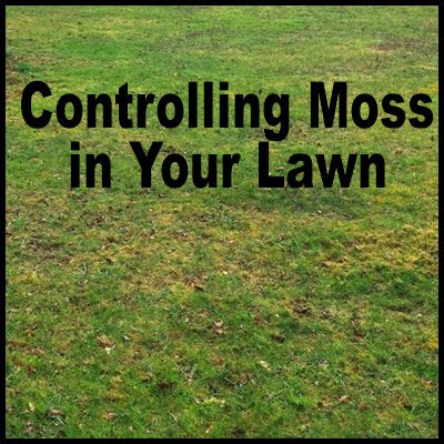 Control Moss in Your Lawn With Wet & Forget