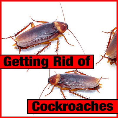 How to Get Rid of Cockroaches