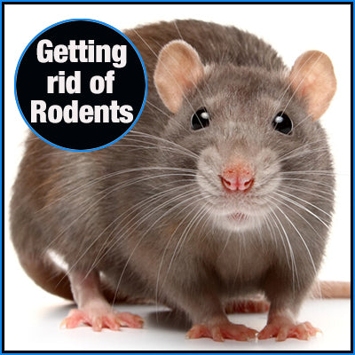How To Get Rid of Rodents