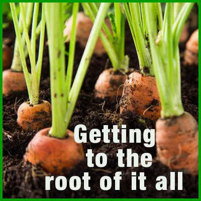 Getting to the Root of it All