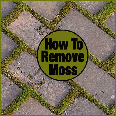 How To Remove Moss