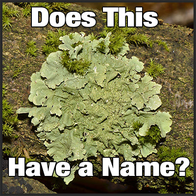 How Do You Say Lichen Correctly?