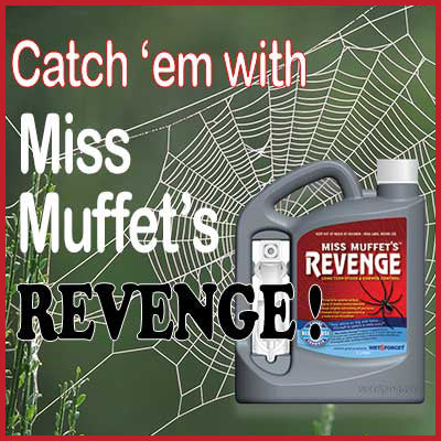Miss Muffet’s Revenge </br> Know common NZ spiders