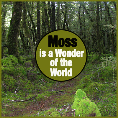 Moss Should be Considered as a Wonder of the World