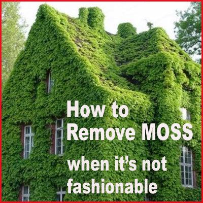Moss Removal When It's Not Fashionable