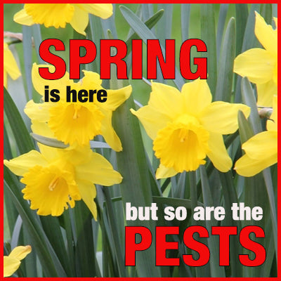 It's That Time for Serious Pest Control