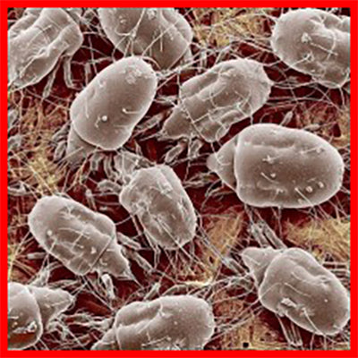Don't Let Indoor Mould Become An Issue.