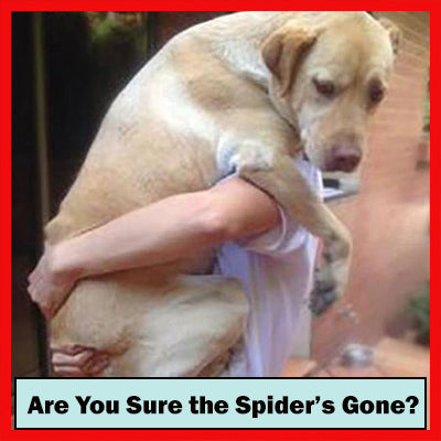 Getting Rid of Nuisance Spiders